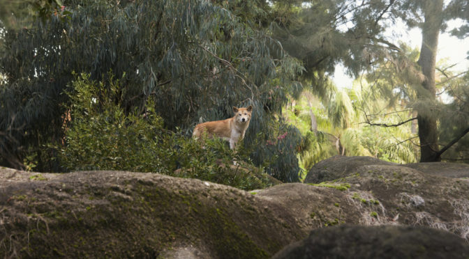 Help to combat pest animals is only a click away