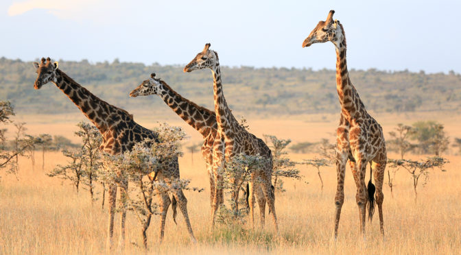 World-first experiment using drones for wildlife health checks