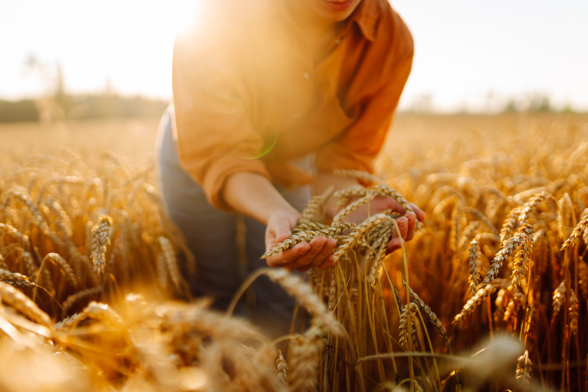 Liquid gold: The potential – and risks – of turning human urine into sustainable fertiliser